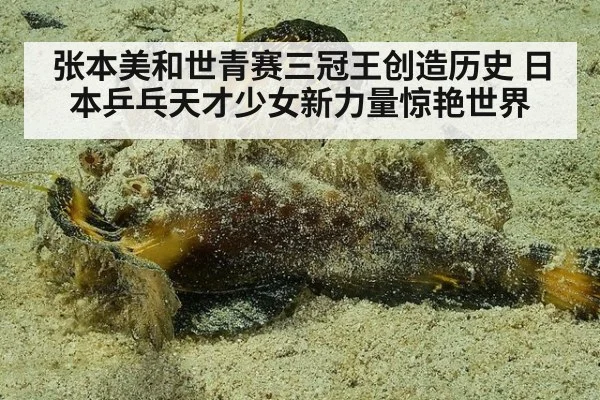 张本美和世青赛三冠王创造历史 日本乒乓天才少女新力量惊艳世界